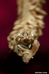 In The Face of a WhipCoral Shrimp by William Loke 